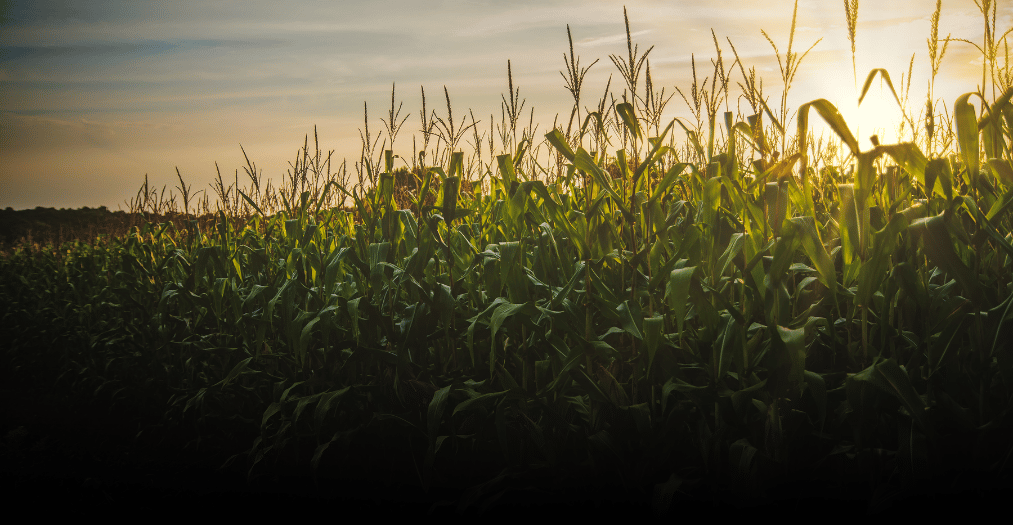 Crédito Rural Sustentável fortalece o Nordeste e inspira práticas ESG no agronegócio nacional