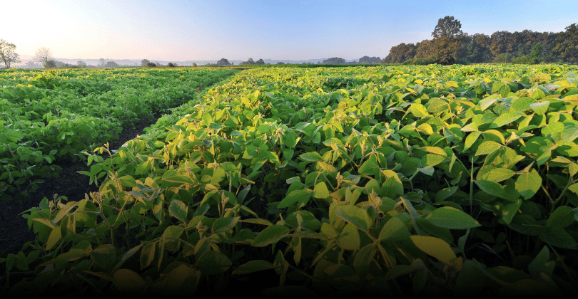 Uma Investigação sobre a Soja